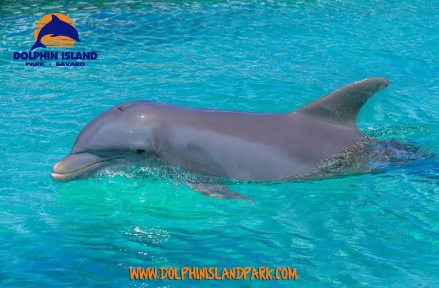 Dolphin Island Park Bavaro Republique Dominicaine